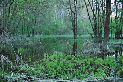 440px-Morava’s_flooded_forest_02