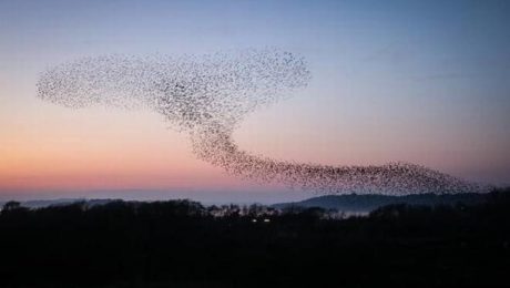 15YTSTARLINGS1jpeg