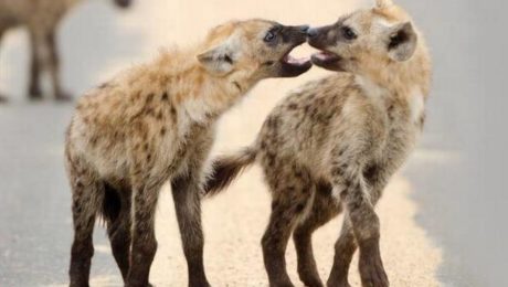 19YTConservation-1iStock