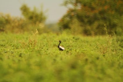 endangered_lesser_florican_sighted_in_vidarbha_grasslands,_taken_by_kaustubh_pandharipande_samvedana (1)
