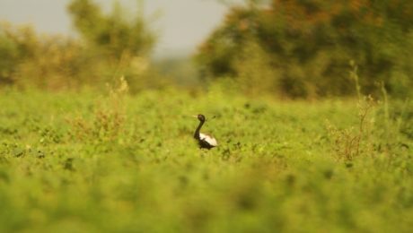 endangered_lesser_florican_sighted_in_vidarbha_grasslands,_taken_by_kaustubh_pandharipande_samvedana (1)