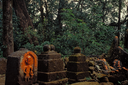 Sacred-grove-Bhimashankar-AK-300
