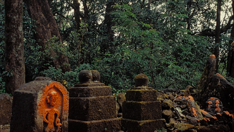 Sacred-grove-Bhimashankar-AK-300