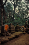 Sacred-grove-Bhimashankar-AK-300