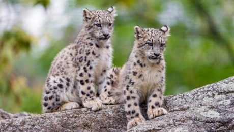 18YTConservationSnow-leopard-2-Flickr-fin-2