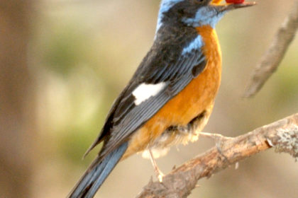 Binsar 27 May 2012 Blue-capped Rock Thrush Sanjay Sondhi 5 2