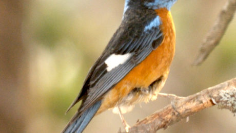 Binsar 27 May 2012 Blue-capped Rock Thrush Sanjay Sondhi 5 2