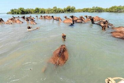 13YTSWIMMINGCAMEL1jpg (1)